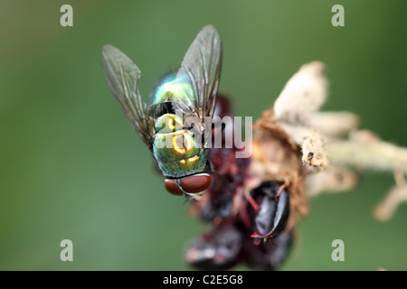 Eine Schlag-Fliege Stockfoto