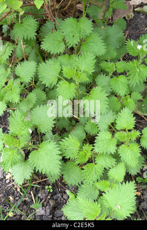 Ein Büschel von gemeinsamen Brennesseln (Urtica Dioica), im Frühjahr, UK Stockfoto