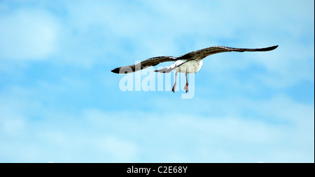 Silbermöwe (Larus Cachinnans), Cadiz, Spanien Stockfoto