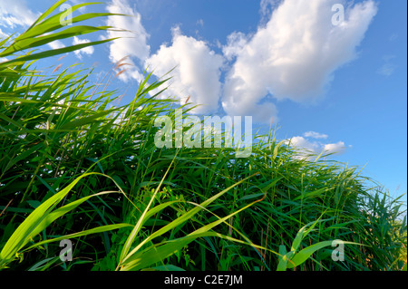 Marschland Marsh Schilfgras weht im Wind, Closeup an schönen Sommertag mit blauer Himmel, weiße Wolken, Levy Park, Merrick NY Stockfoto