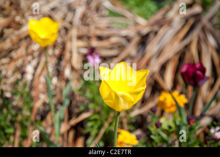 Eine gelbe Tulpe Stockfoto