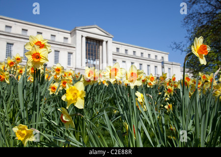 Narzissen vor Nottingham Trent University, England UK Stockfoto