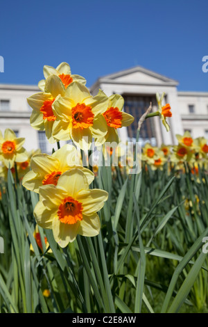 Narzissen vor Nottingham Trent University, England UK Stockfoto