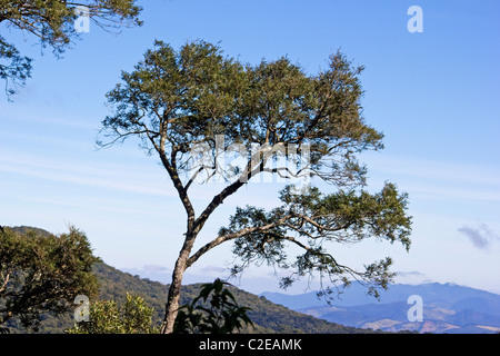 Atlantic wald landschaft Stockfoto