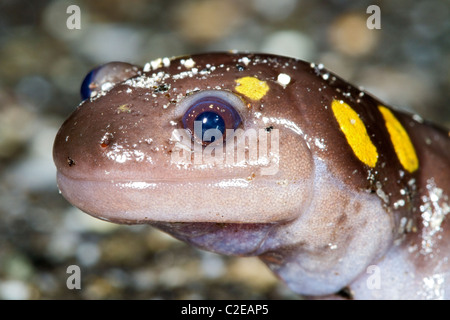 Gefleckte Salamander, (Ambystoma maculatum), Yellow (Gelb) Salamander, New Hampshire, New England, USA Wildlife closeup entdeckt, aus der Nähe. Stockfoto