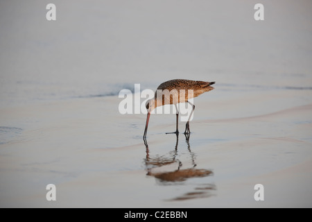 Marmorierte Uferschnepfe (Limosa Fedoa Beringiae), in der Zucht Gefieder Fütterung in Brandung in der Morgendämmerung. Stockfoto