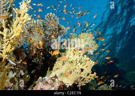 Kolonie von Feuer Korallen wachsen auf Saint John Riffe, Ägypten, Rotes Meer Stockfoto