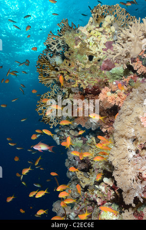 Kolonie von Feuer Korallen wachsen auf Saint John Riffe, Ägypten, Rotes Meer Stockfoto