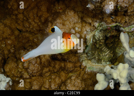 Juvenile bicolor Papageienfisch, Fisch, Saint John Reefs, Rotes Meer, Ägypten Stockfoto