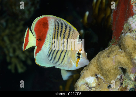 Redback Butterflyfish, Fisch, Saint John Reefs, Rotes Meer, Ägypten Stockfoto