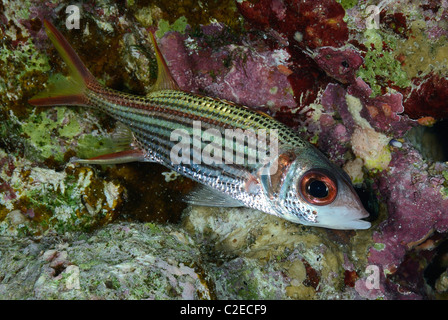 Spotfin Squirrelfish, Fisch, Saint John Reefs, Rotes Meer, Ägypten Stockfoto