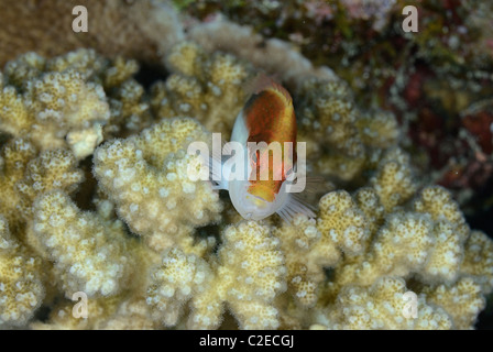 Sommersprossiges Hawkfish Fisch, Saint John Reefs, Rotes Meer, Ägypten Stockfoto