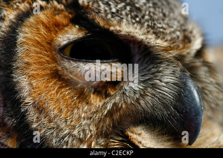 Große gehörnte Eule aus nächster Nähe Stockfoto