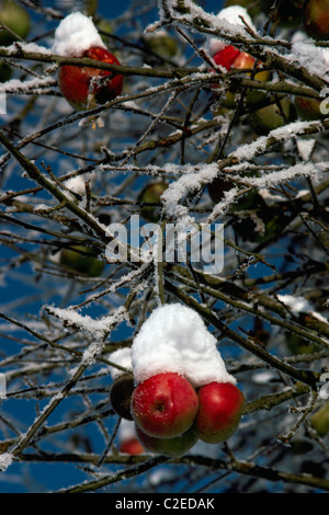 Schneebedeckte Äpfel am Obstgarten-Apfelbaum, Okanagan Valley, BC, Britisch-Kolumbien, Kanada Stockfoto
