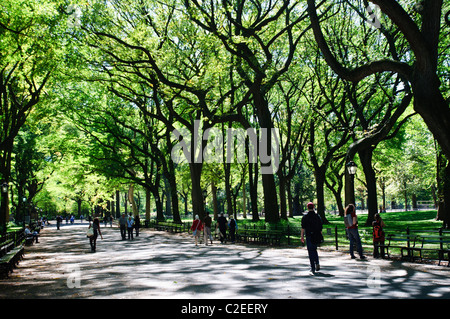 Die Mall und literarischen Spaziergang mit amerikanischen Ulmen bilden Baldachin, Fußgängerweg, Central Park, Manhattan, NYC Stockfoto