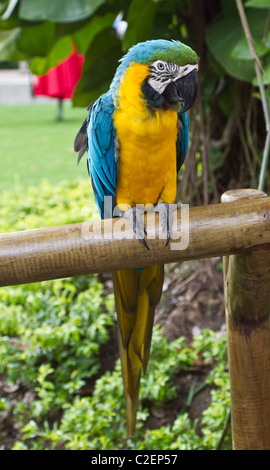 Eine große blaue und gelbe Ara sitzt auf dem hölzernen Zaun Stockfoto