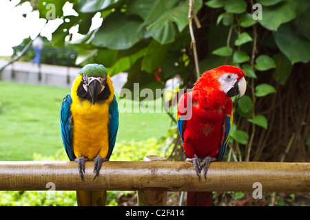 Zwei schöne Ara Papageien sitzen auf Holzstab Stockfoto