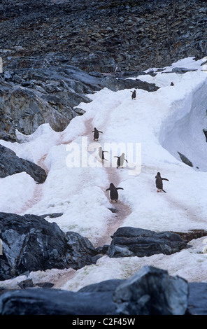 Gentoo Penguins Ecrera Kanal-Antarktis Stockfoto