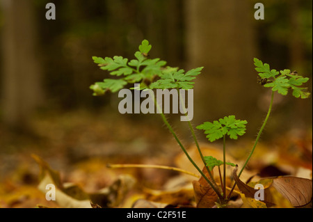 Wilden Geranien (Geranium Maculatum) Amids gefallenen Blätter im Herbst in einem Waldgebiet von Ontario. Stockfoto