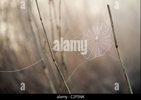 Spinnen-Web in nebligen Tau befestigt, in der englischen Landschaft Schilf abgedeckt Stockfoto