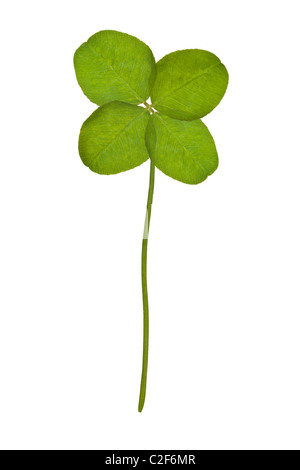 Four Leaf Clover isoliert auf weiss Stockfoto