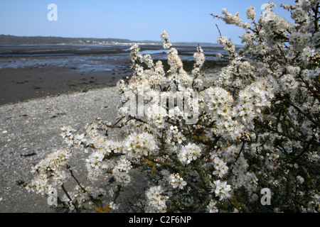 Blühende Blackthorn am Strand von der Spinnies Nature Reserve, Wales Stockfoto