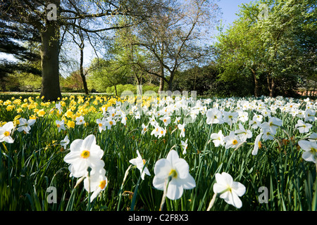 Blühende Narzisse Narzissen im Garten / Blume Bett / Betten / Grenze / Grenzen des Hampton Court Palace. UK Stockfoto