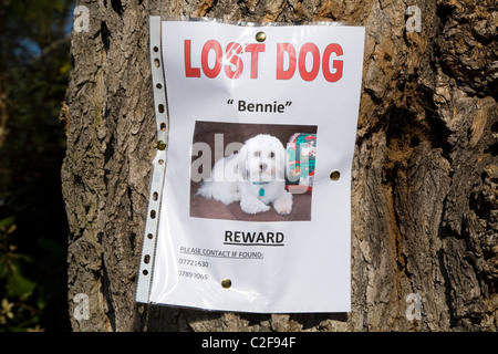 Plakat für einen verlorenen Hund / Haustier bietet eine finanzielle Belohnung / Geld. Stockfoto
