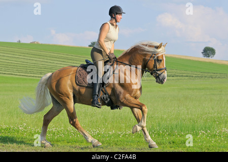 Junge Reiter im Galopp auf Rückseite ein Haflinger Pferd Hengst. Stockfoto