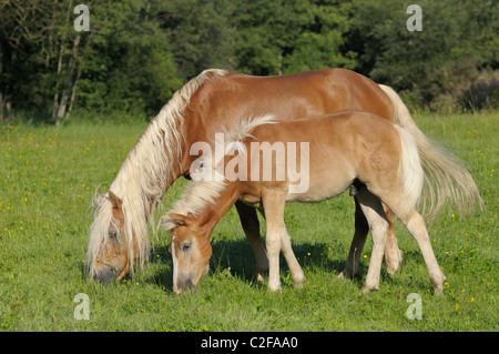 Zwei Haflinger Pferde (Fohlen und Hengst) im Fahrerlager Stockfoto