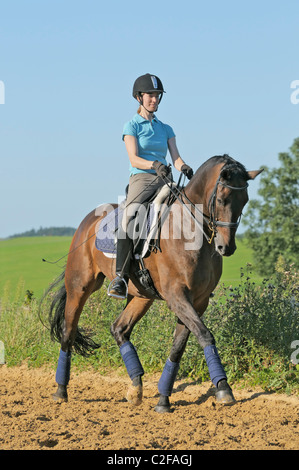 Junge Dressurreiterin auf Rückseite ein Hannoveraner Rasse Pferd im Trab Stockfoto