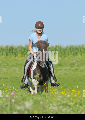 Mädchen auf der Rückseite ein Islandpferd im Galopp auf einer Wiese Stockfoto