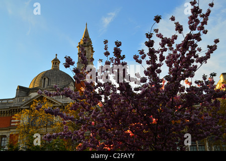 Kirschbaum in voller Blüte vor der V & A Museum London, UK ARTIFEX LUCIS Stockfoto