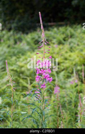 Rosebay Weidenröschen, Chamerion Angustifolium, wächst im Kinson gemeinsame Naturreservat in Dorset Stockfoto