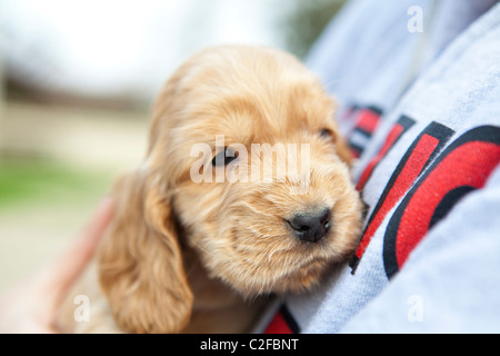 Golden English Cocker Spaniel ein Monat alt Welpe Stockfoto