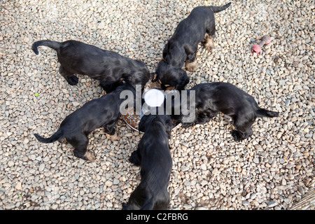 Zwei Monate altes Englisch Cocker Spaniel Black And Tan, die ihre Mahlzeit zusammen Stockfoto