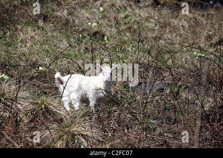 Kind-Ziege auf der Isle of Mull Stockfoto