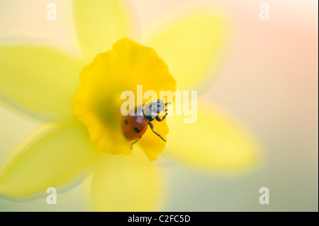 Gelbe Narzisse - Tete ein Tete Narzissen mit einer sieben-Punkt-Marienkäfer Stockfoto