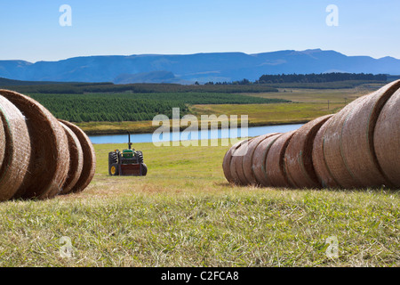 Gerollten Heuballen auf einen LKW geladen. KwaZulu Natal, Südafrika. Stockfoto