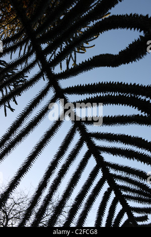 Affe Puzzle Ast vor blauem Himmel Stockfoto