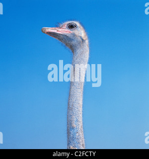 Siebziger Jahre, Natur, Tierwelt, Strauss Im Ruhr-Zoo Gelsenkirchen, Ruhrgebiet, Nordrhein-Westfalen Stockfoto