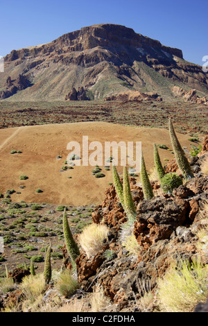 Mount El Tiede, El Tiede Nationalpark, Sommer, Teneriffa, Stockfoto