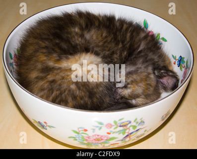 Kätzchen in einer Obstschale Stockfoto