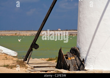 Flamingos im Mar Menor mit Quintin Windmühle im Vordergrund Stockfoto