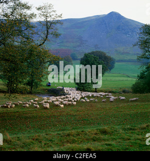 Landwirt hüten Schafe auf einem Quad-Bike in der Nähe von Llandewi Brefi, Ceredigion Mid Wales UK Stockfoto