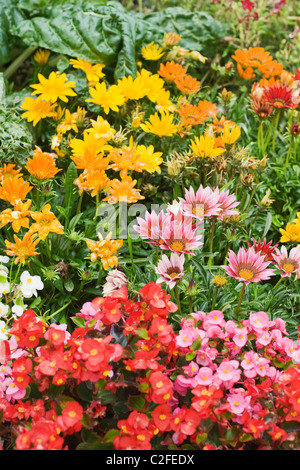Bunte Blumenbeet mit Gazanien und Begonia Stockfoto