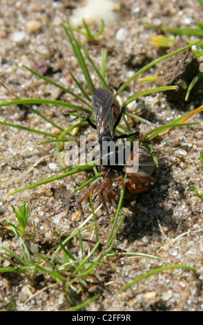 Schwarz gebändert Spinne Wespe, Anoplius Viaticus, Pompilidae, Hymenoptera. Greifen und eine kleine Wolfspinne lähmt. Stockfoto