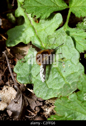 Die große Biene Fliege, Bombylius major, Bombyliidae, Diptera. Stockfoto