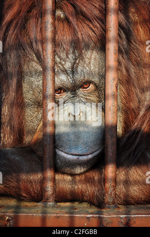 Nahaufnahme Portrait eines Orang Utan Behing die Bars im Zoo mit dem traurigen Blick in seinen Augen. Stockfoto