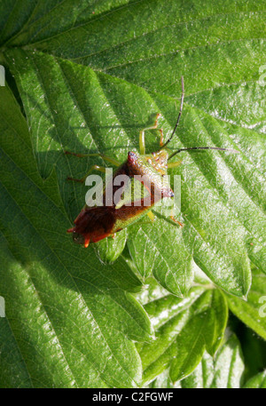 Weißdorn Shieldbug, Acanthosoma Haemorrhoidale, Acanthosomatidae, Heteroptera, Hemiptera Stockfoto